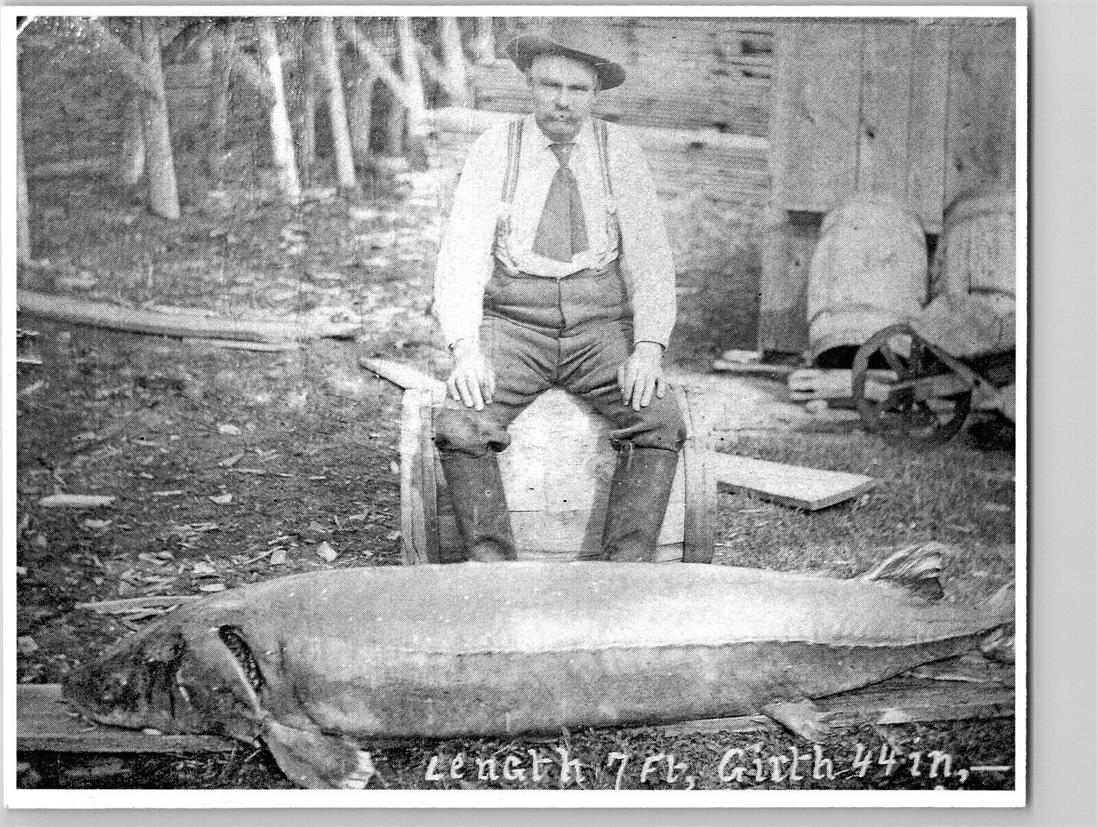Monster Fish Largest Sturgeon 1905 Caseville MI RPPC Reprint Postcard CO12
