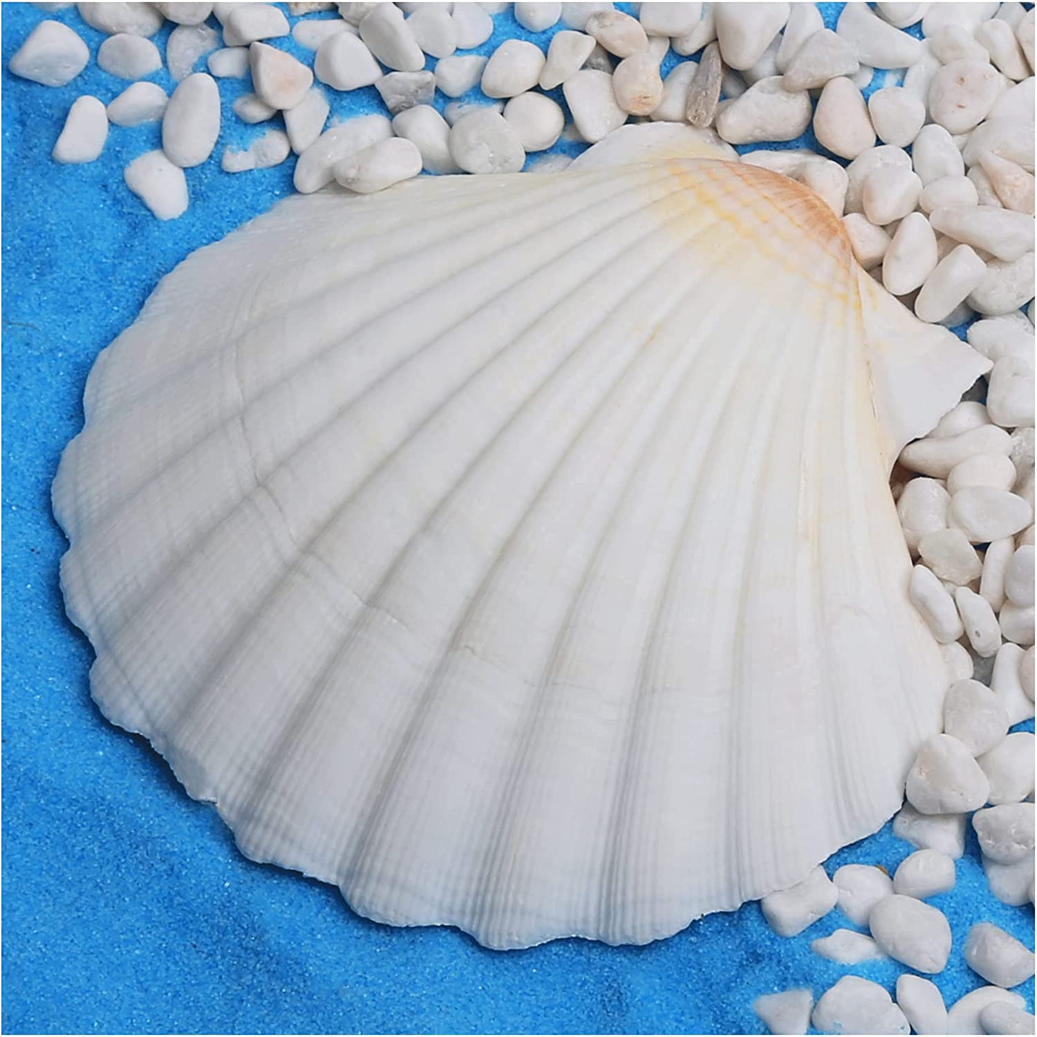 6Pcs 4-5Inch Scallop Shells, Natural Large Scallop, Sea Shells for Crafting, Sea