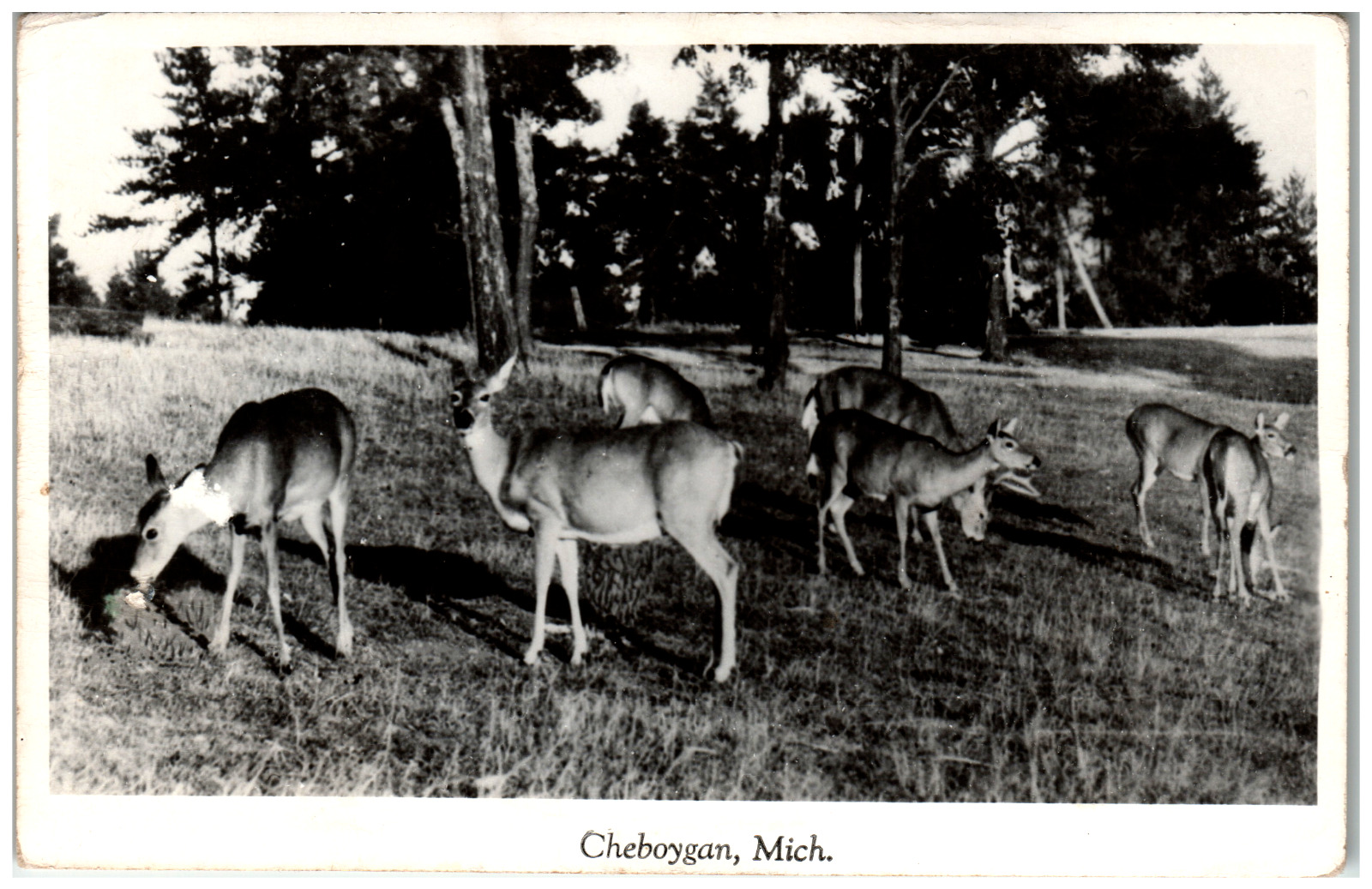 Postcard Vintage RPPC Group of Deer Feeding in a Field