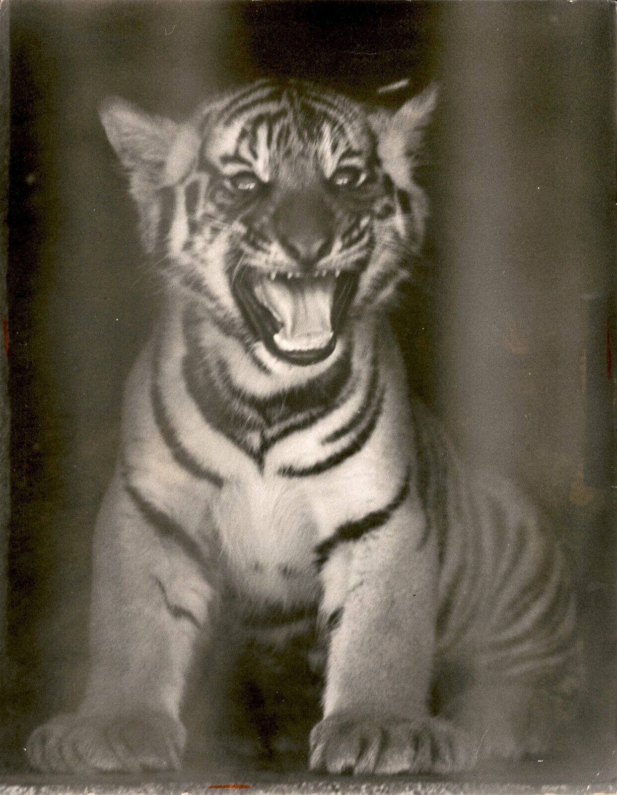 LG81 1968 Orig Gus Schuettler Photo BABY TIGER CUB Crandon Zoo Adorable Animal