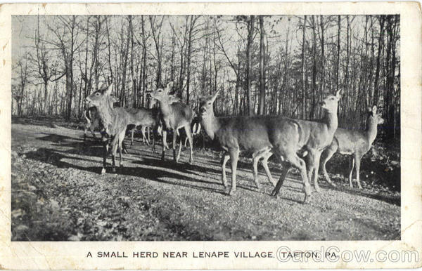 1938 Tafton,PA A Small Herd Near Lenape Village Pike County Pennsylvania Vintage