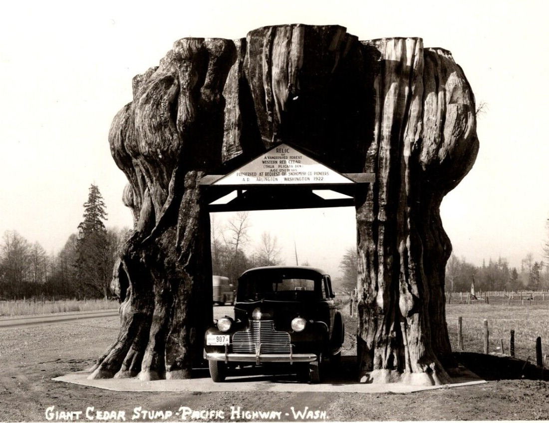 RPPC Giant Cedar Stump Classic Car PACIFIC HIGHWAY Washington Ellis VTG Postcard