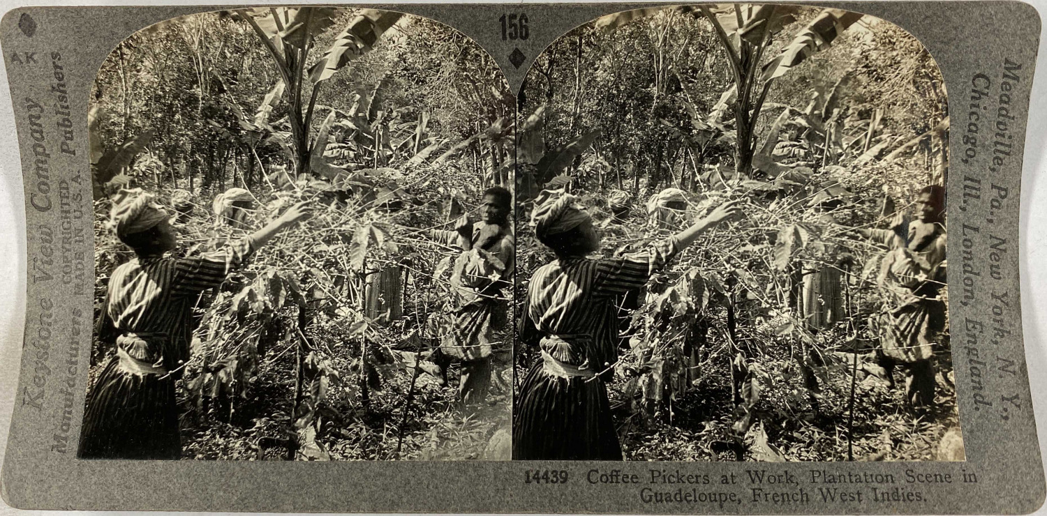 Keystone, Stereo, Guadeloupe, Coffee Pickers at Work Vintage Stereo Card, Shooting
