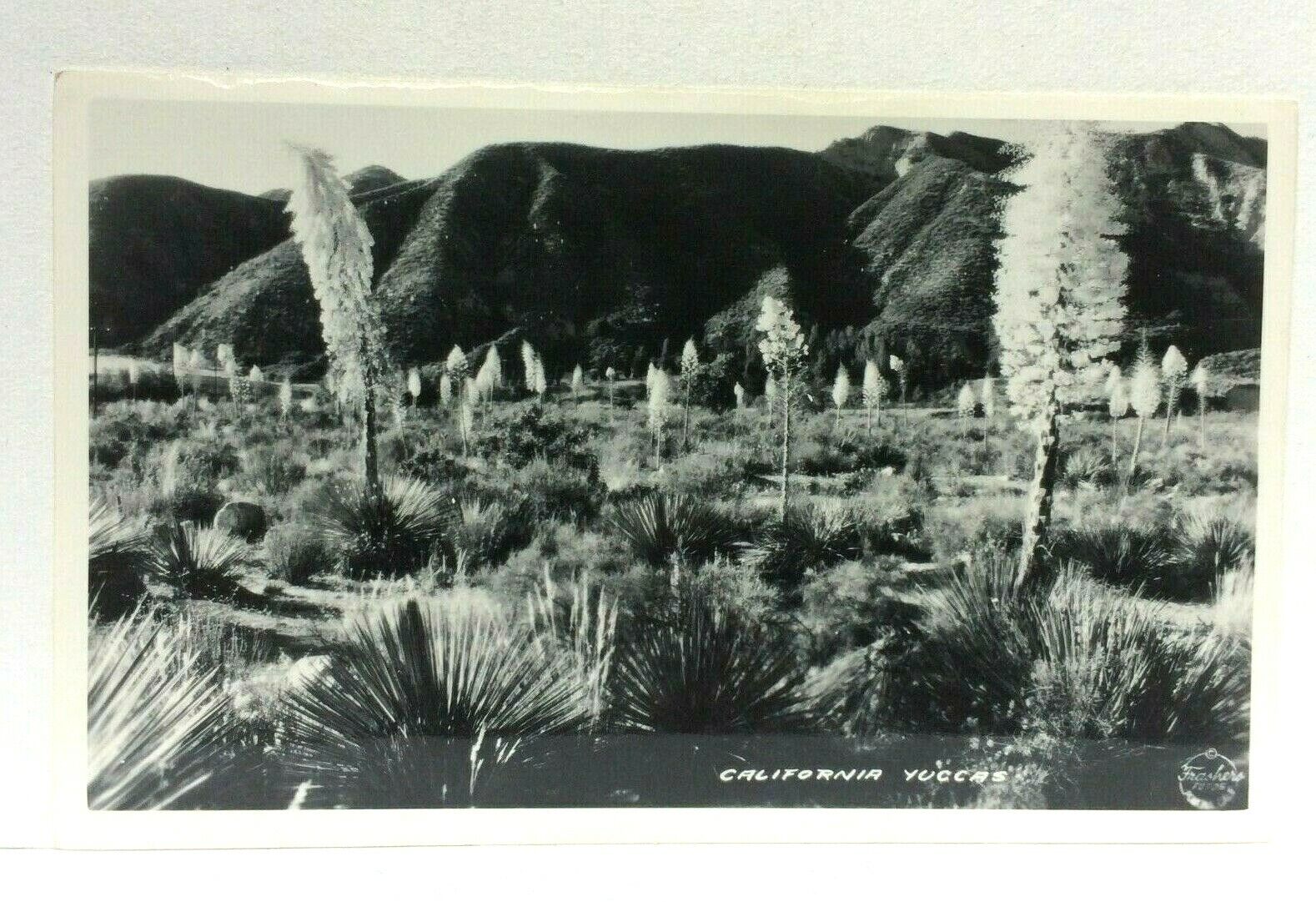 RPPC California CA Yuccas Real Photo Postcard