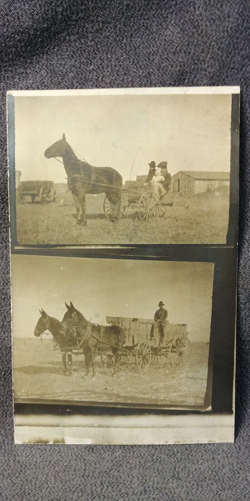 1910s Farm Horse Buggy Mule Wagon Agriculture Photo Postcard RPPC Antique T23