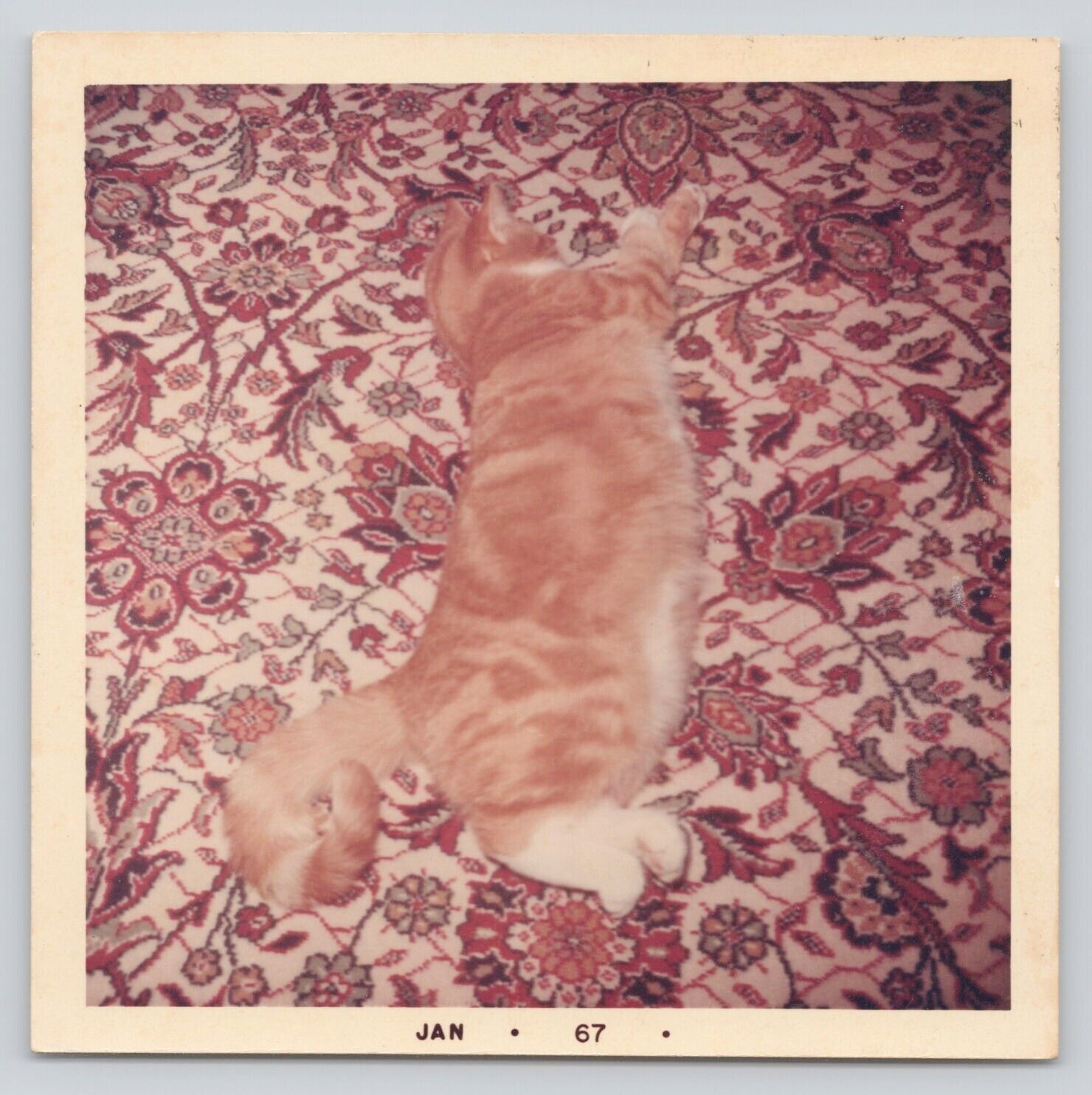 1967 Vintage Found Photo Ginger Red Cat Showing Beauty Pet Feline Portrait
