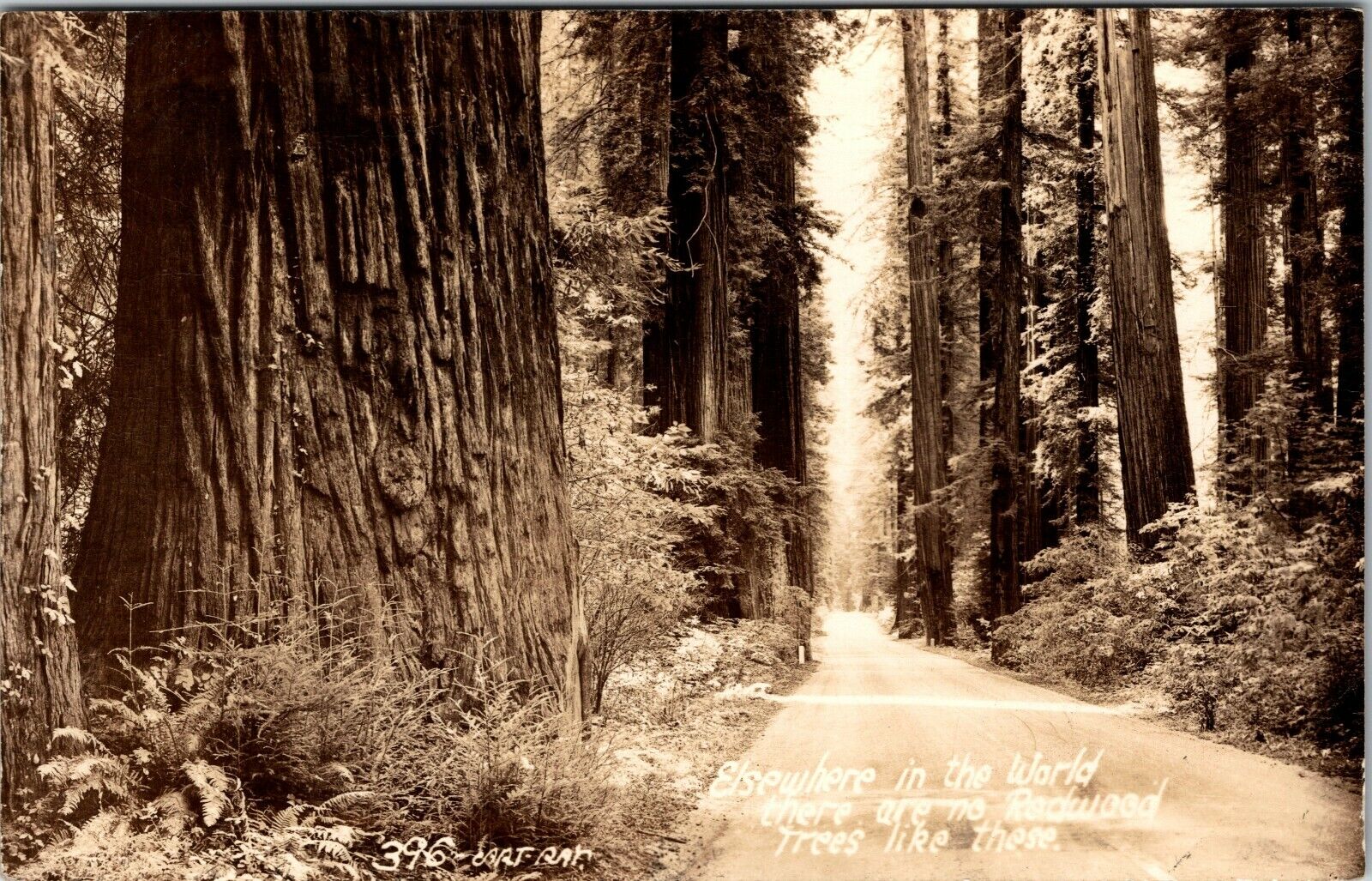 1945 California Redwood Trees No Where Else In The World Antique Postcard 