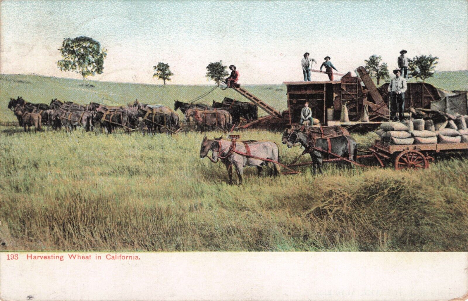 Vintage Postcard Harvesting Wheat in California Mules Horses Wagon B145