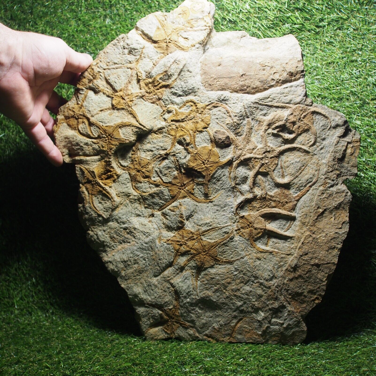 LARGE 6.9kg 44cm Starfish Ophiura sp. Fossil Morocco Ordovician