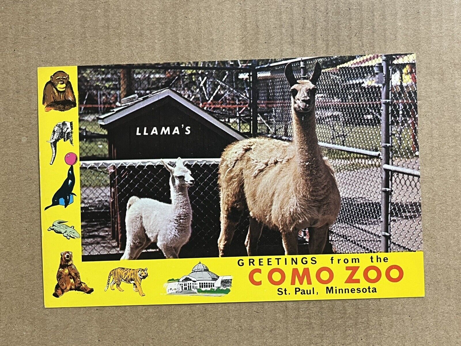 Postcard St Paul MN Minnesota Como Zoo Llama Greetings Vintage PC