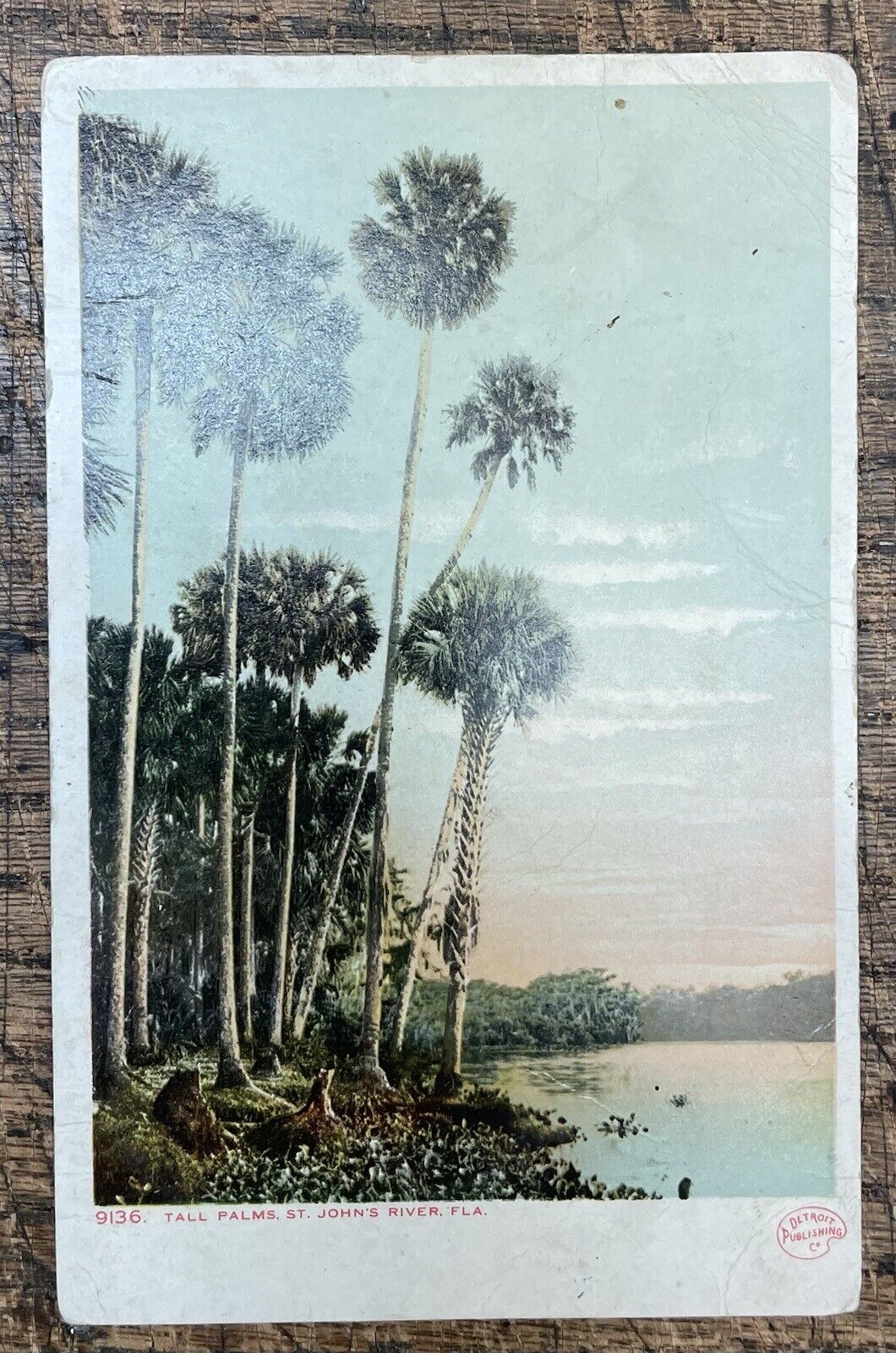 1908 Color Postcard, Palm Trees, St. John’s River, Fl, mailed to Sugar Ridge, Oh
