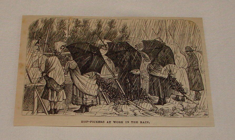 1879 magazine engraving ~ HOP-PICKERS AT WORK IN THE RAIN