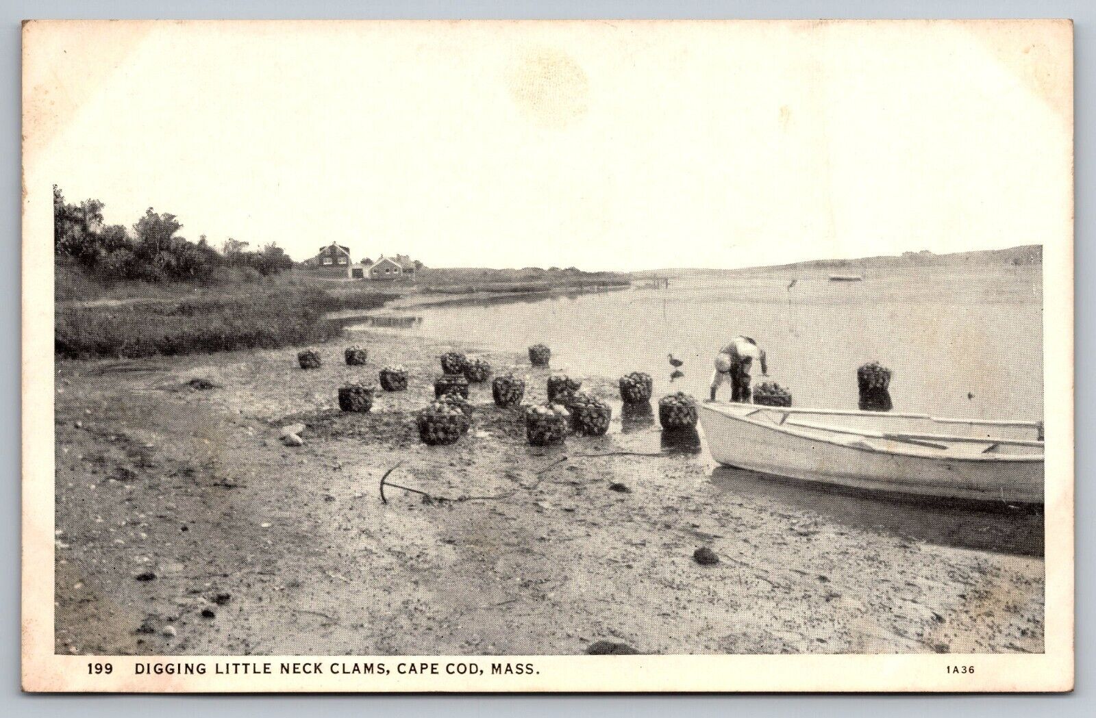 Digging Little Neck Clams. Cape Cod Massachusetts  Postcard