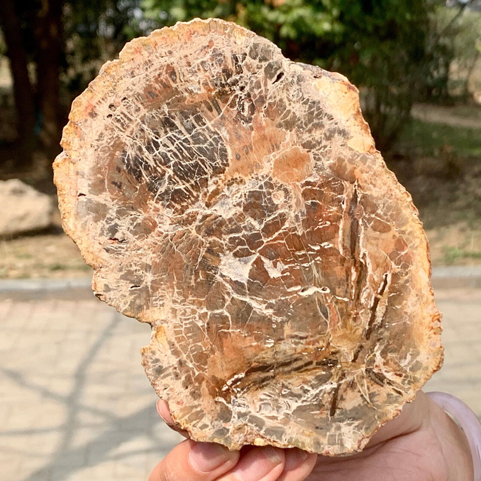1.11LB Natural Petrified Wood Slab Fossilized Wood Slice Crystal Gem Specimen