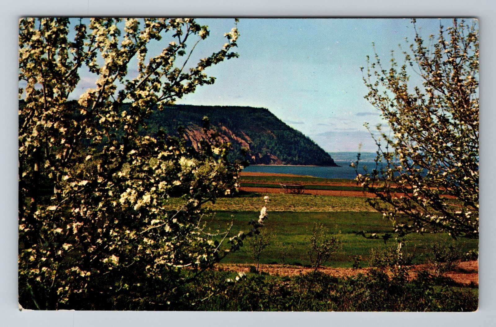 Annapolis Valley NS-Nova Scotia, Canada Apple Blossoms, Vintage Postcard