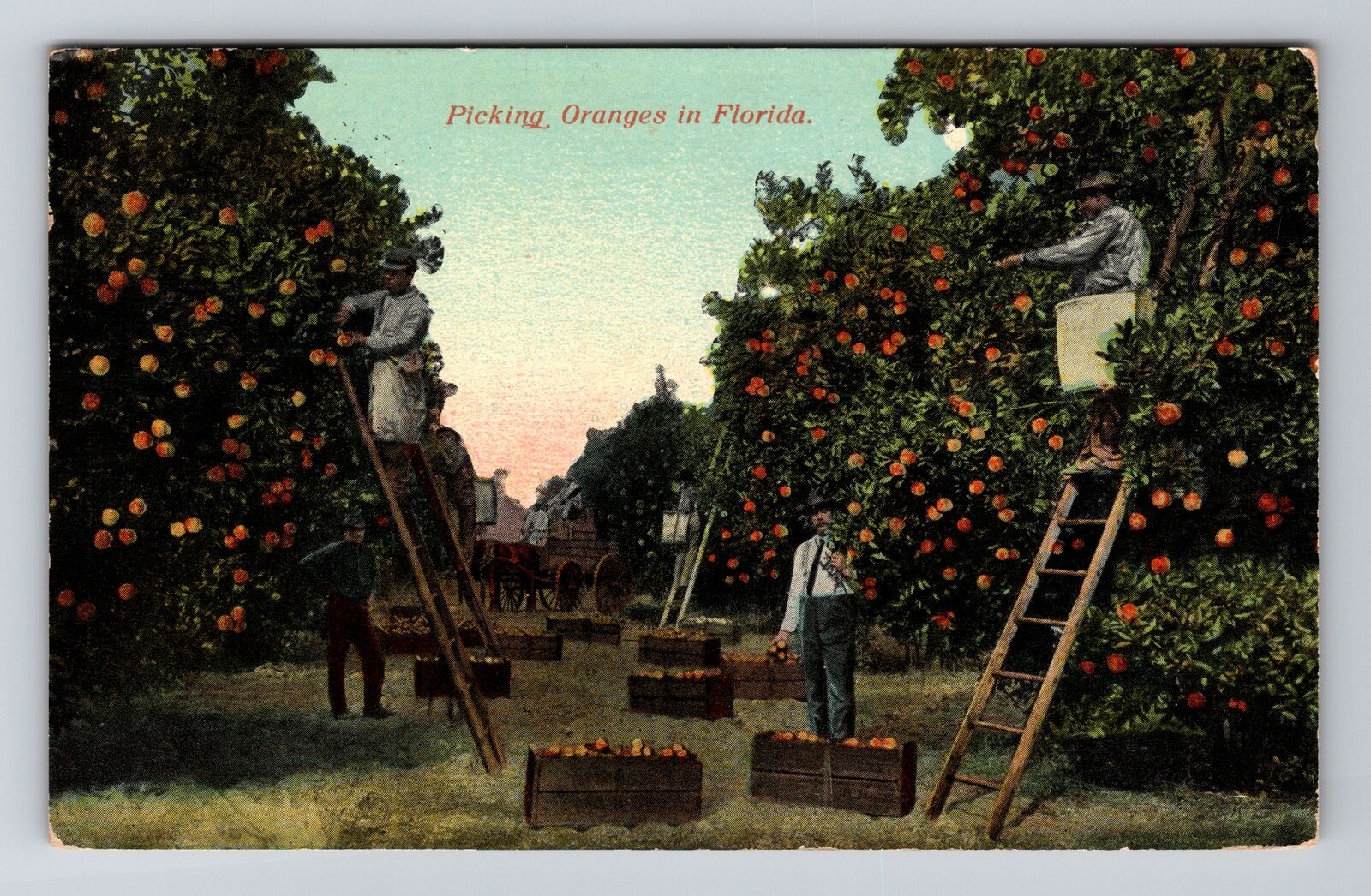 FL-Florida, Scenic, People Picking Oranges in Orchard, c1912, Vintage Postcard