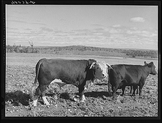 Caribou,Maine,ME,Aroostook County,Farm Security Administration,FSA,1940,3 1
