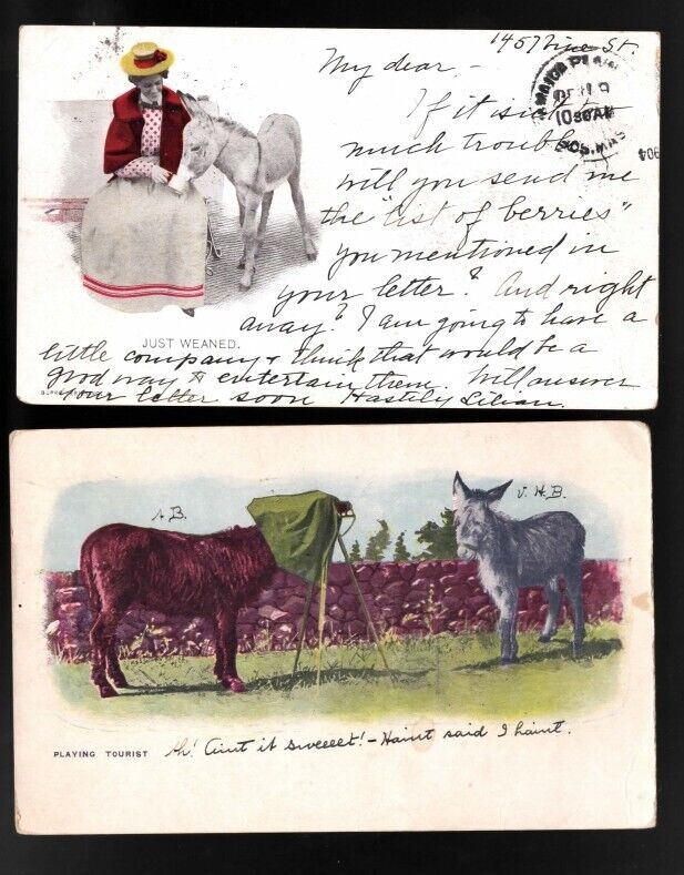 Lot of 2 Donkeys Undivided Back Postcards Posted 1904 and 1905 EX