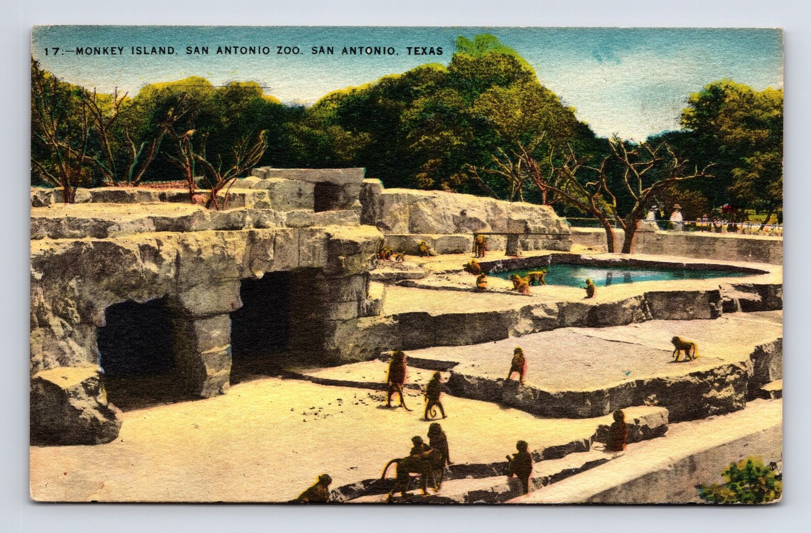 c1957 Monkey Island at Zoo San Antonio Texas TX Postcard