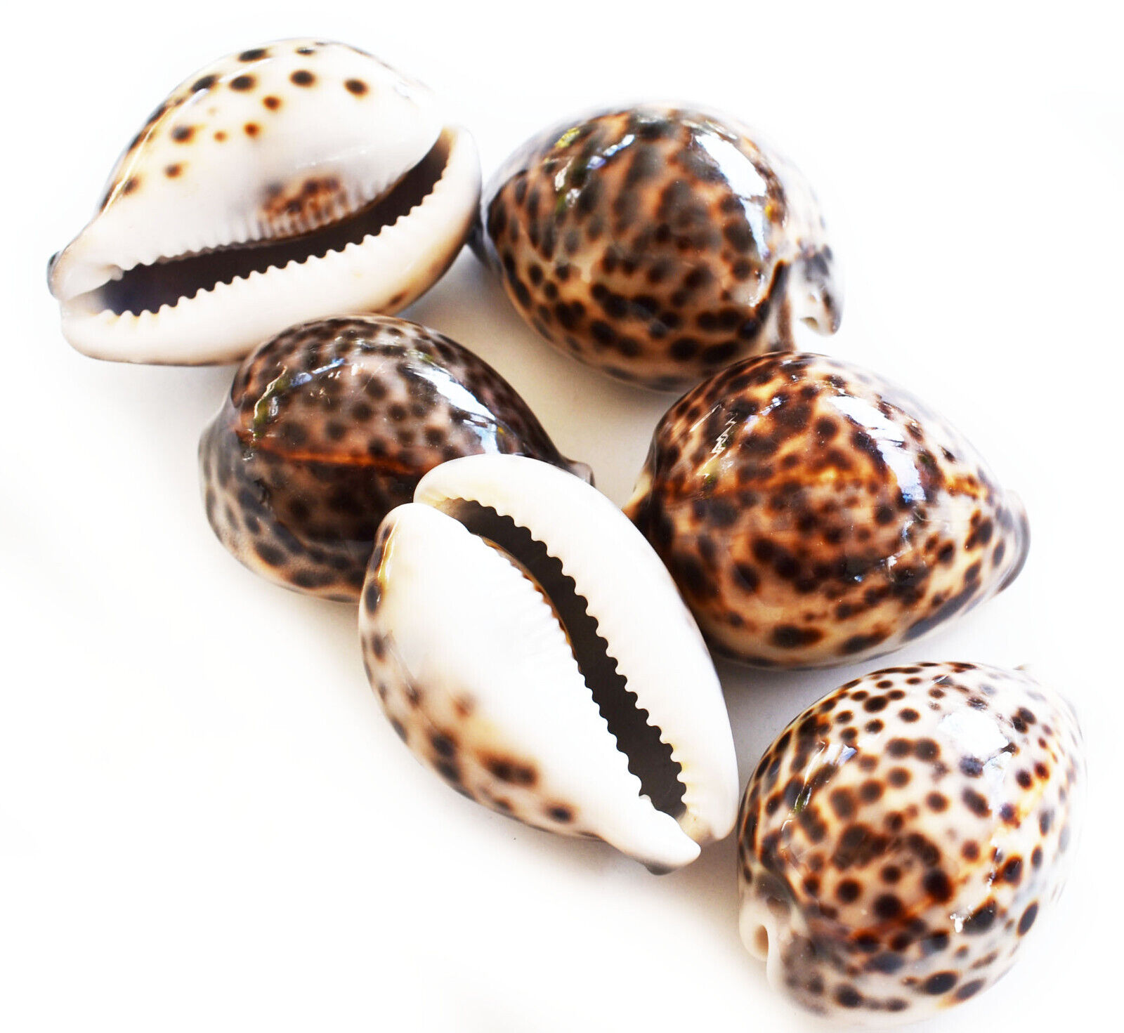 6 Select Large Tiger Cowrie (Cypraea Tigris) Shells 3 1/2\