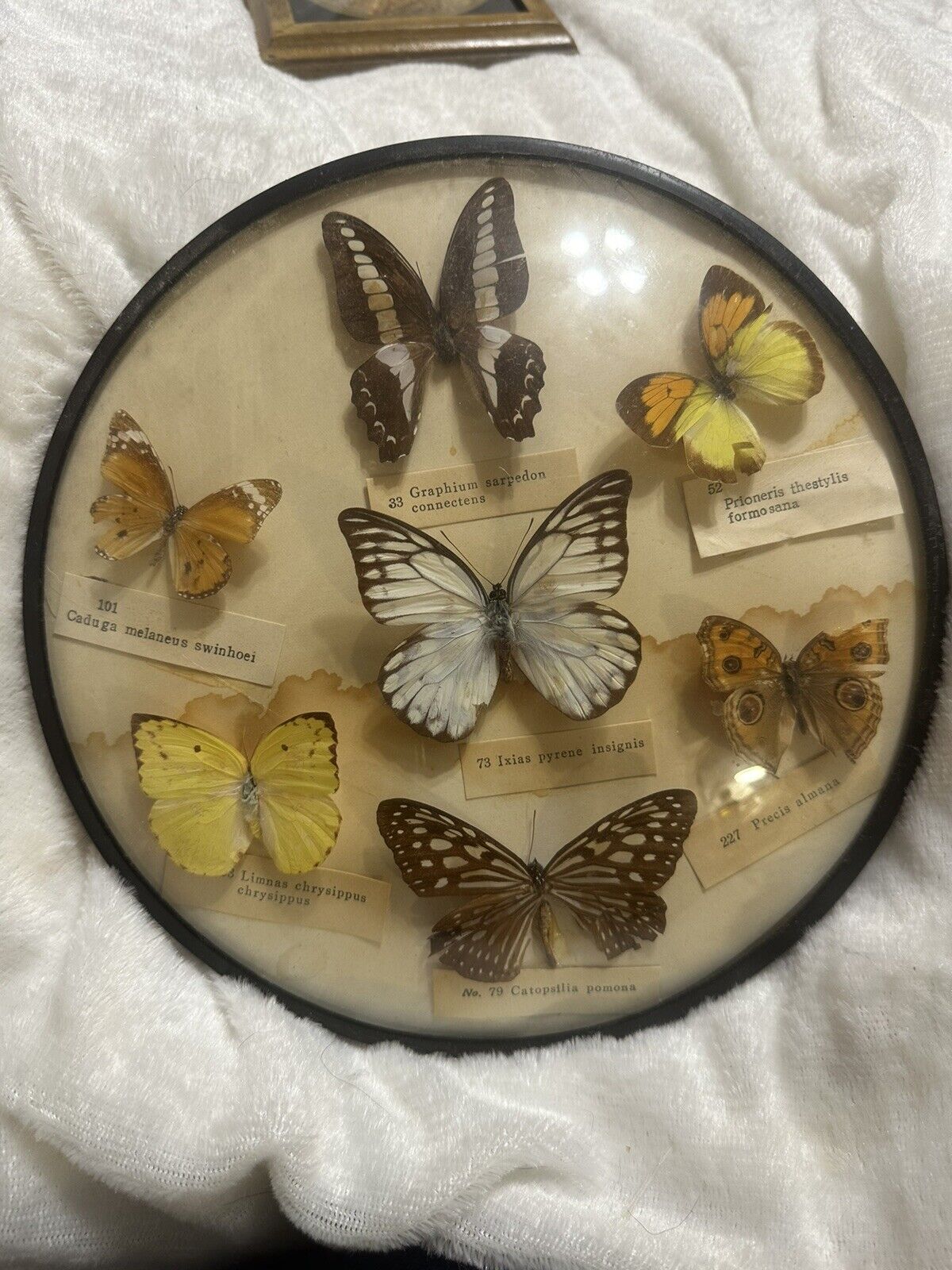 Vintage Taxidermy Entomology Butterfly Round Plate Labeled