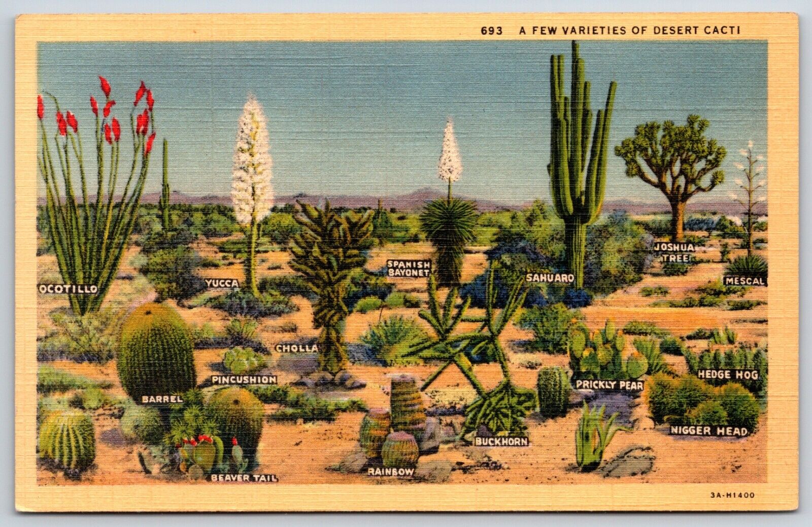Postcard A Few Varieties Of Desert Cacti Unposted