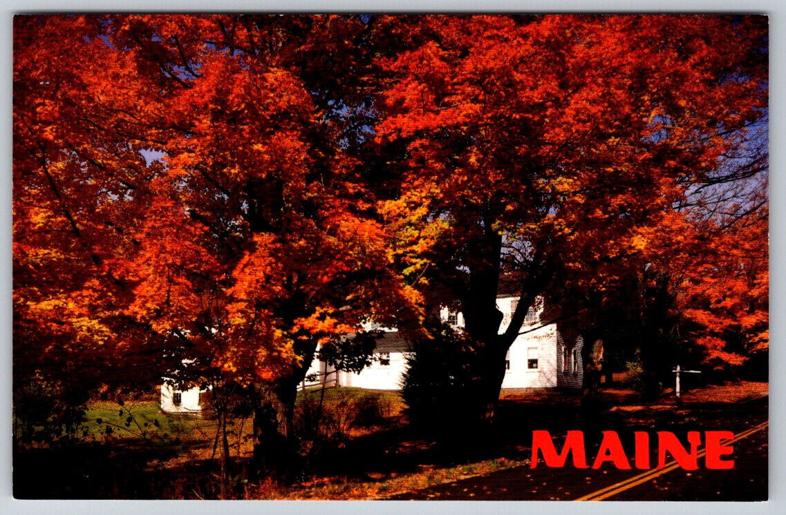Maine ME Autumn Fall Foliage Trees Chrome Postcard