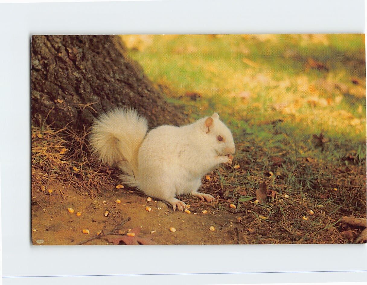 Postcard White Squirrels Olney Illinois USA North America