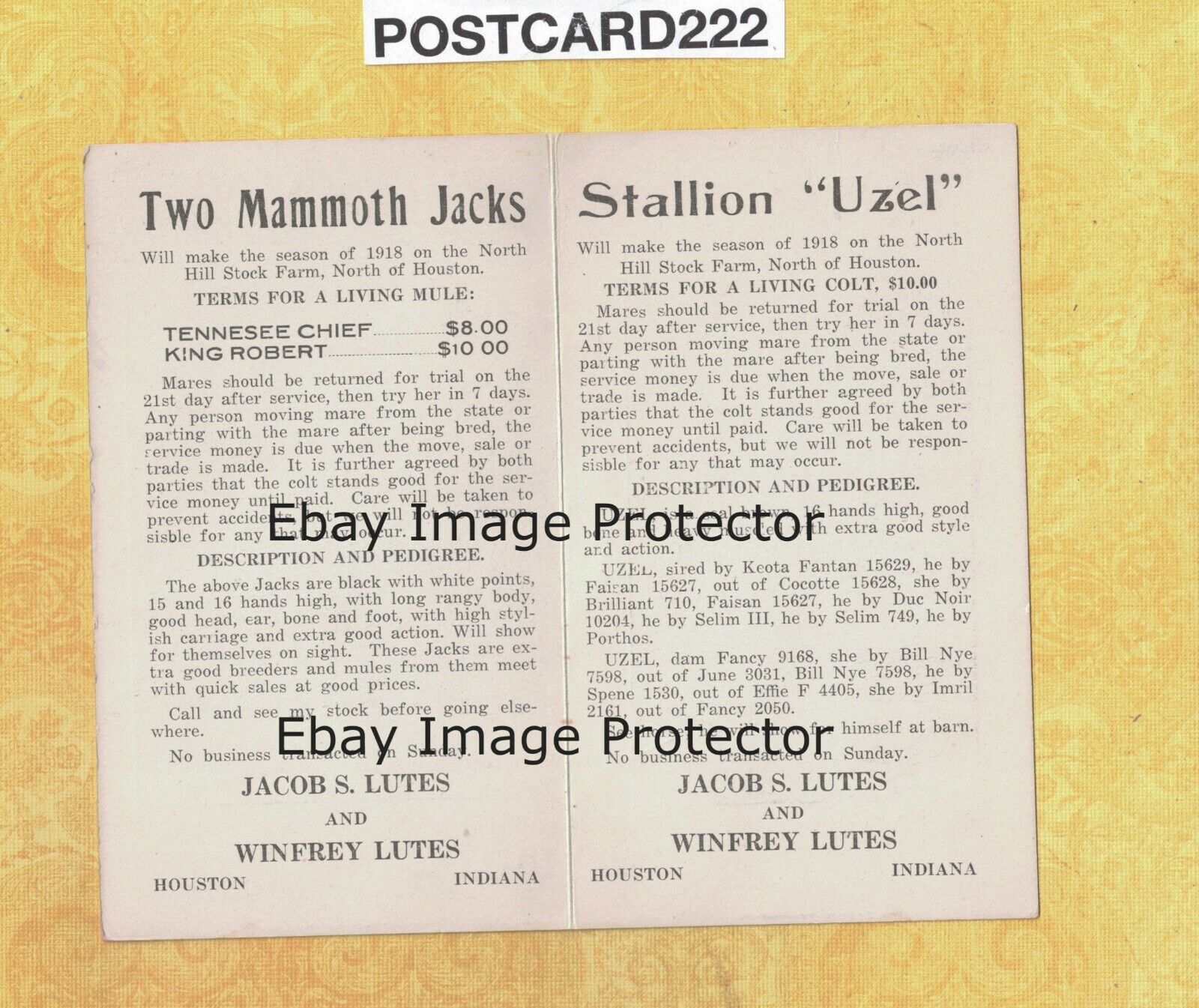 IN Houston 1917 rare NORTH HILL STOCK FARM two mammoth jacks stallion UZEL Lutes