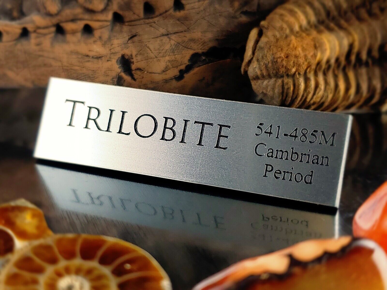 TRILOBITE FOSSIL DISPLAY NAME PLATE - EXHIBIT ARTIFACT LABEL-MUSEUM QUALITY