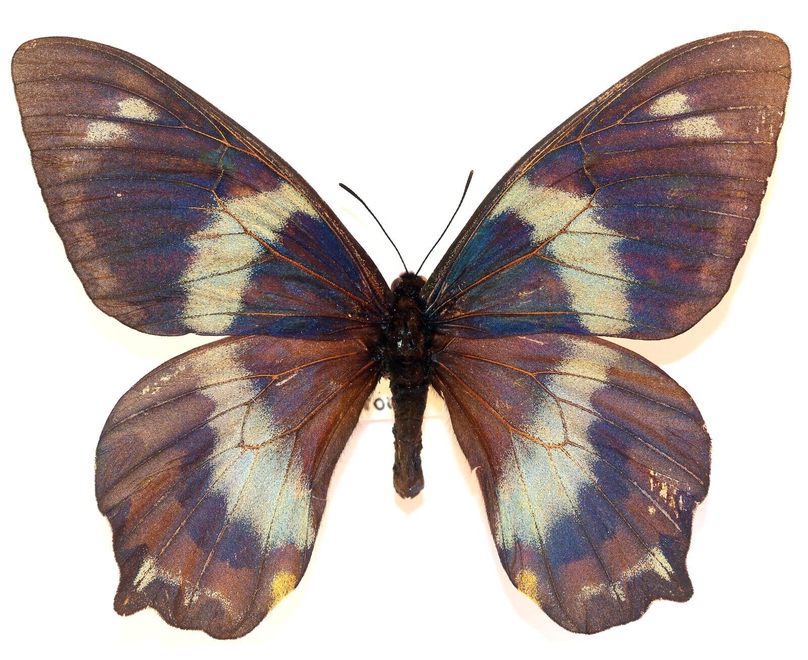 LEPIDOPTERA, PAPILIONIDAE, CHILASA TOBOROI, SOLOMON ISLANDS (mounted butterfly)
