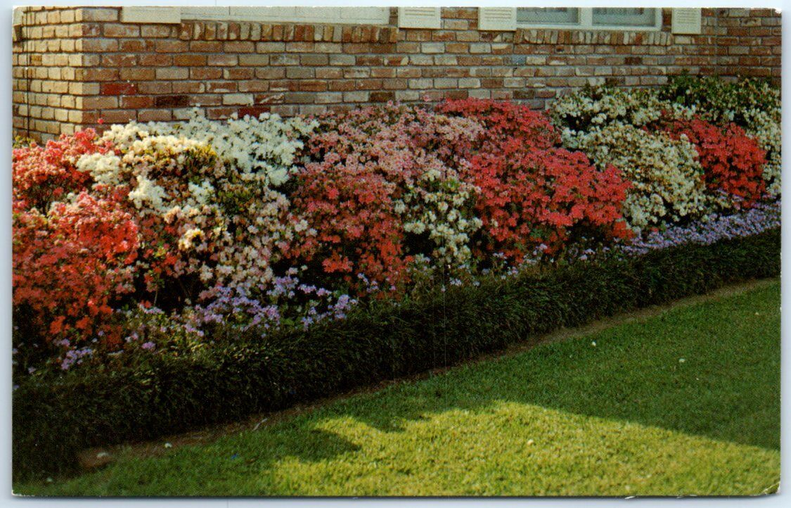 Postcard - Full Bloom Azaleas, McComb, Mississippi, USA, North America