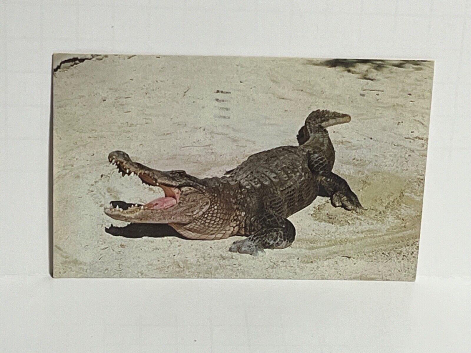 Postcard Alligator 15-20 ft Long 1000 Pounds A49