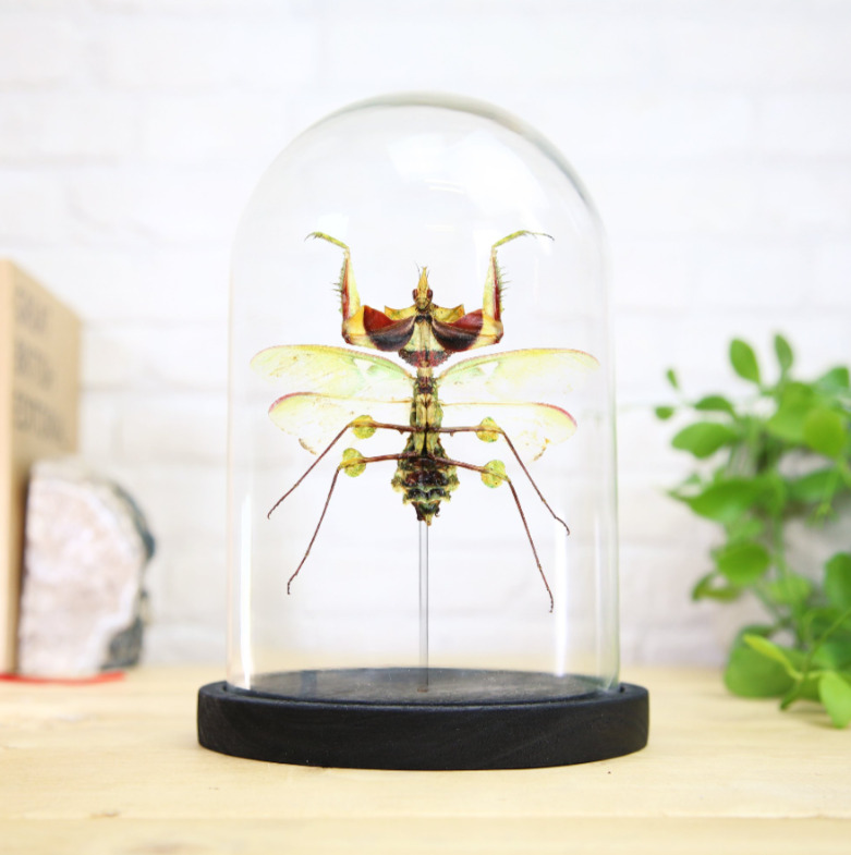 Giant Devil\'s Flower Mantis Glass Bell Jar Entomology Taxidermy Interior Design