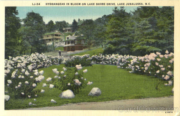 Lake Junaluska,NC Hydrangeas In Bloom On Lake Shore Drive Haywood County Vintage