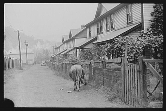 Photo:Company houses, coal mining town, Caples, West Virginia