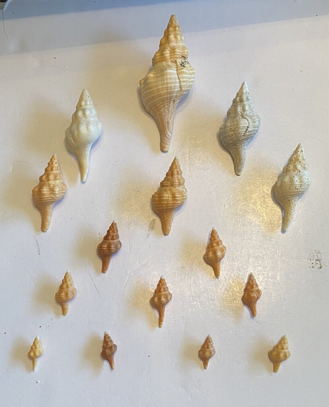 Horse Conches , FL Cones, Whelks, And True Tulip Shells From SW Florida