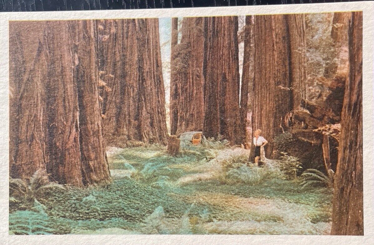 1940s Fashionable Woman Leaning Against Redwood Tree In Grove California CA