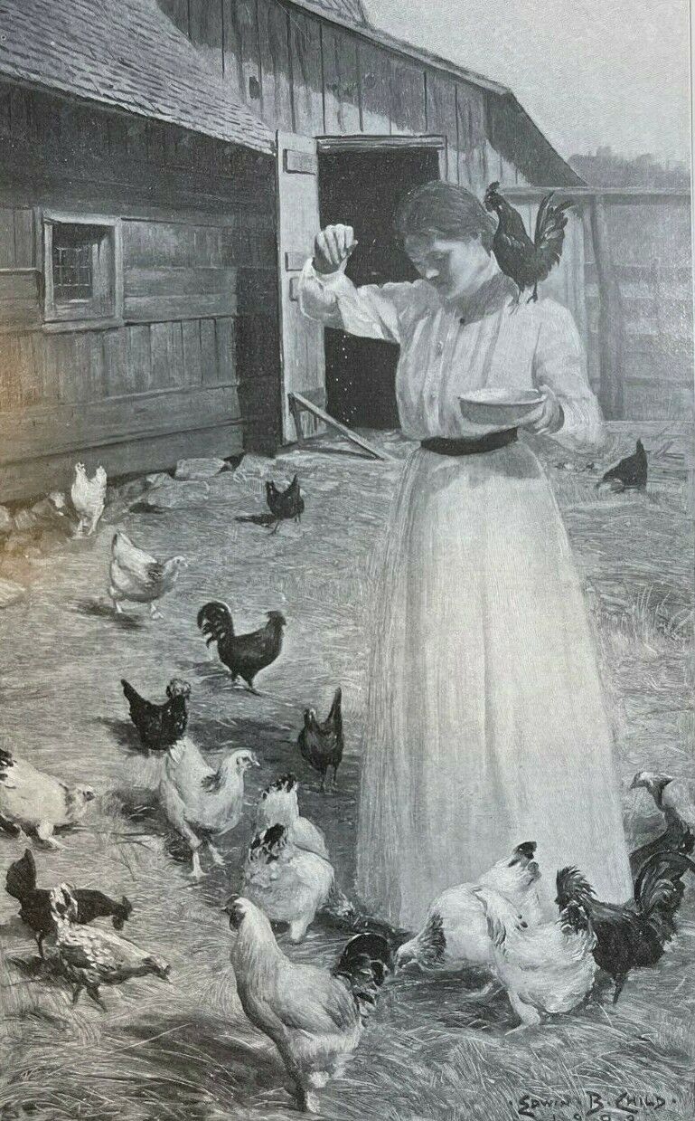 1903 Vintage Illustration Edwin B. Child Woman Feeding Chickens in Barnyard 