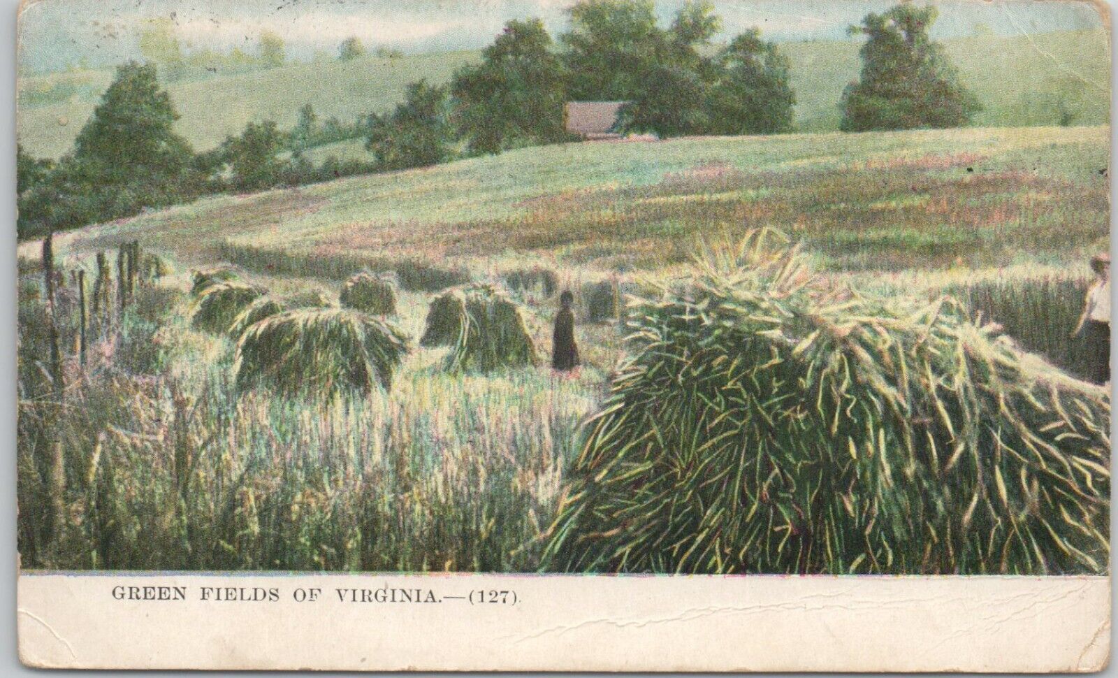 Green Fields of Virginia Girl Wandering Wheat Field Farmer VTG VA Postcard 1910