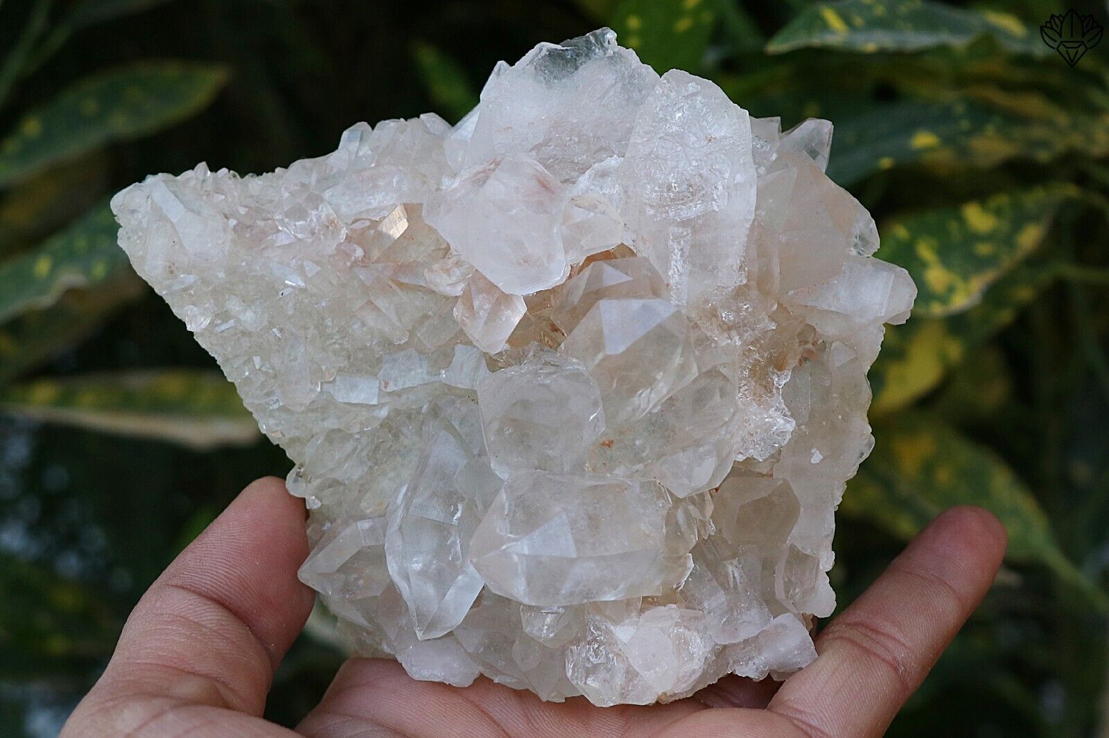328 gm Natural Beautiful White Cluster Quartz Crystal Himalayam Mineral Specimen