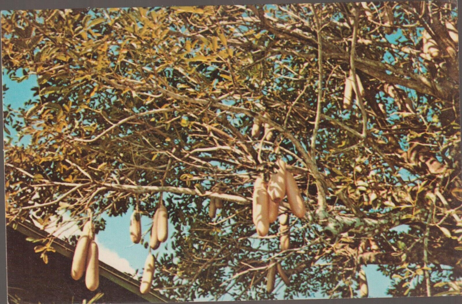 Ft Myers Florida FL Sausage Tree Edison\'s Gardens UNP Chrome Postcard