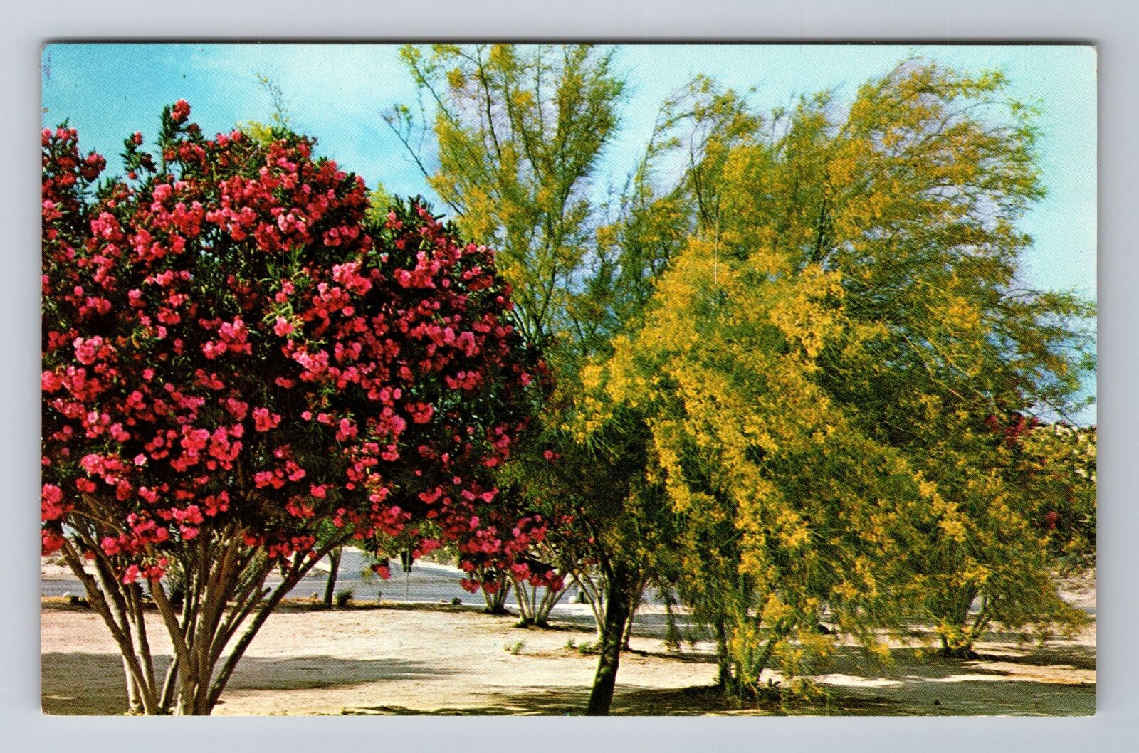 Borrego Springs CA-California, Scenic View Of Trees, Antique, Vintage Postcard