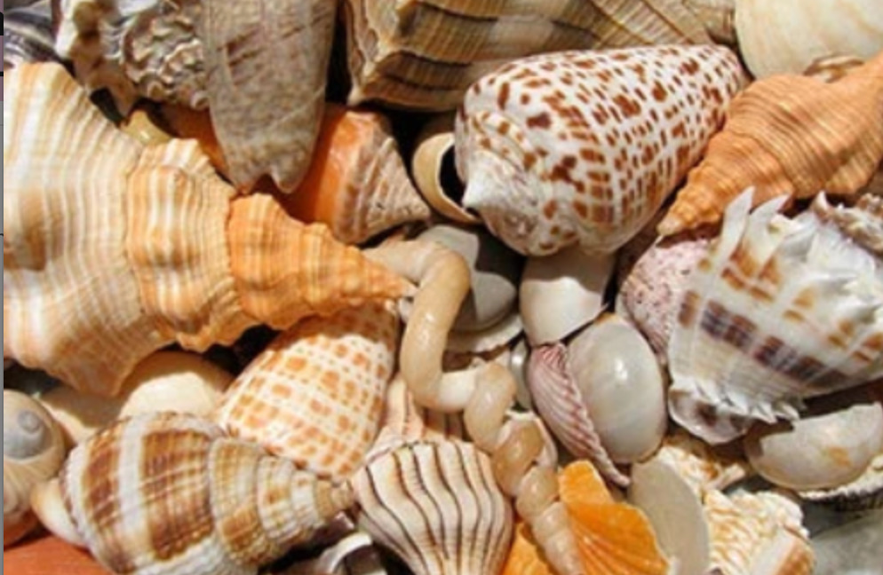 1/2 lb (45) Mixed Sanibel, Captivia & Ten Thousand Islands Handpicked Seashells 