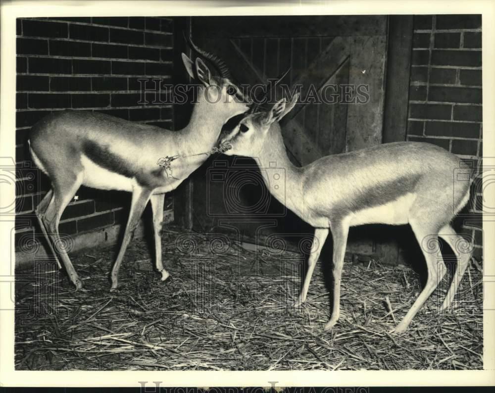 1957 Press Photo Speke\'s Gazelles arrive at Chicago\'s Lincoln Park Zoo.