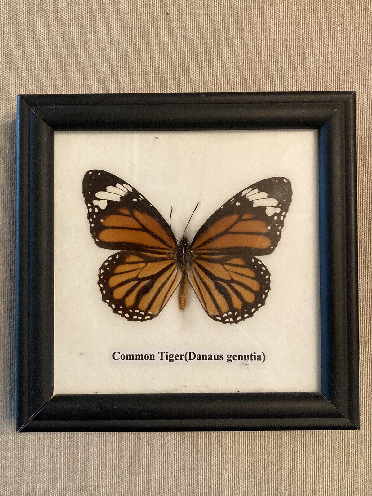 Brown Black White Butterfly ‘Common Tiger’ Danaus genutia Art Framed Taxidermy