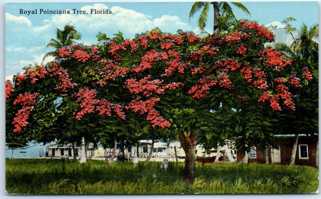 Postcard - Royal Poinciana Tree, Florida, USA, North America