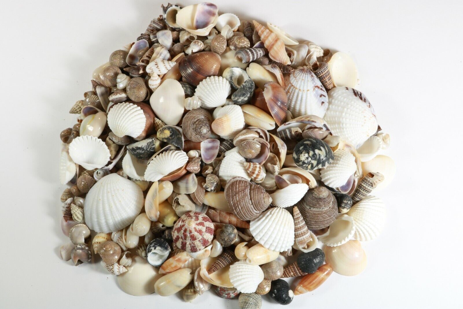 400+ Small Mixed Seashells, Assorted Craft Shells Mix US Seller 