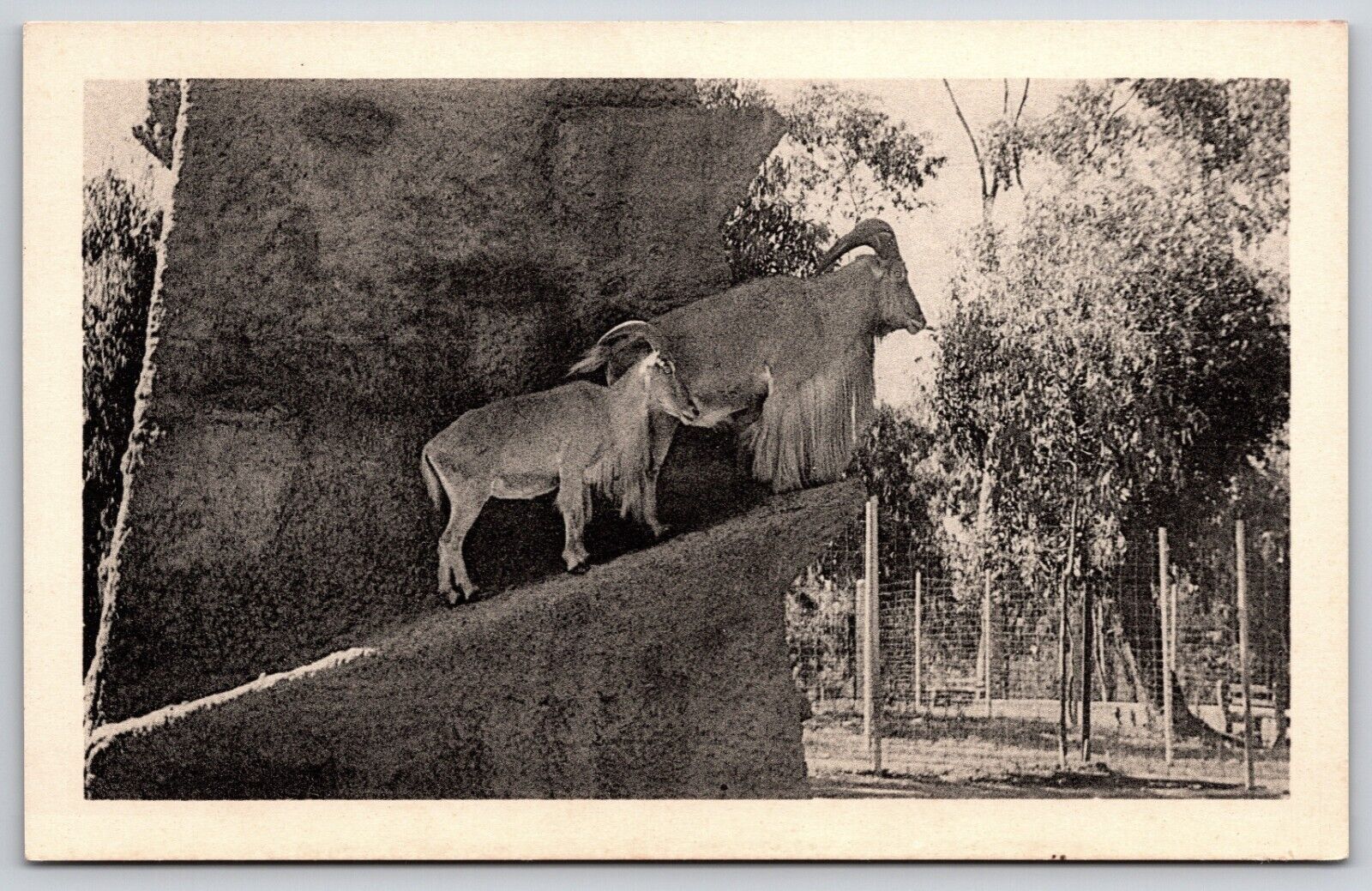 Postcard Barbary Sheep Or Aoudads, San Diego Zoo California Unposted