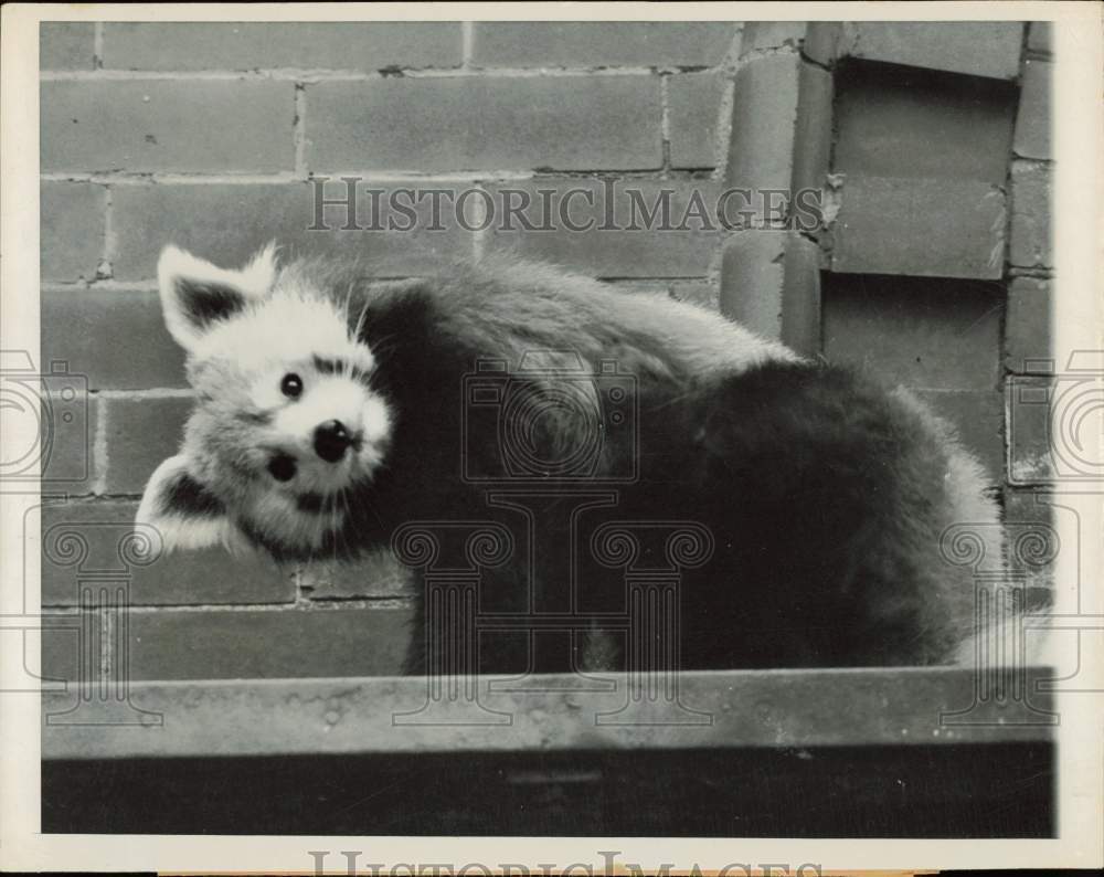 1950 Press Photo Lesser panda cocks his head at photographer at Chicago zoo, IL
